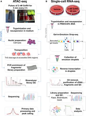 Regulatory Architecture of the LβT2 Gonadotrope Cell Underlying the Response to Gonadotropin-Releasing Hormone